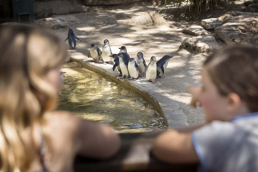 Adelaide Zoo: General Admission Tickets - Five things to know before you go