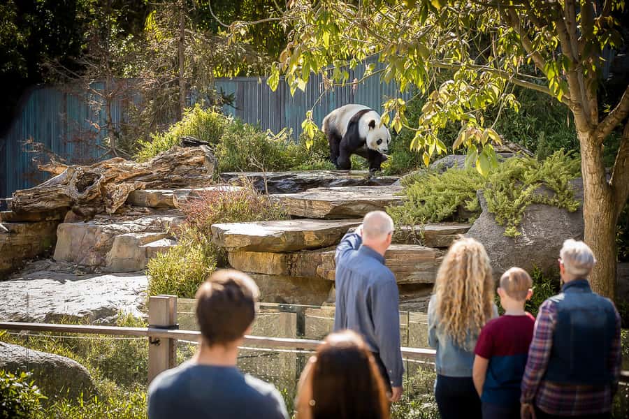 Adelaide Zoo: General Admission Tickets - Why Adelaide Zoo works well for a city day