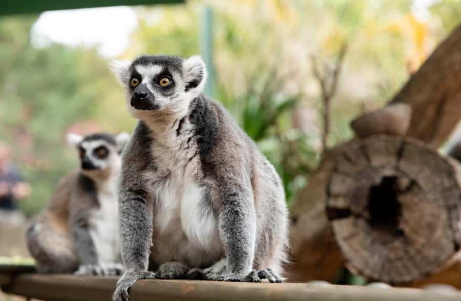 Adelaide Zoo: General Admission Tickets - A pleasant route through gardens and play space