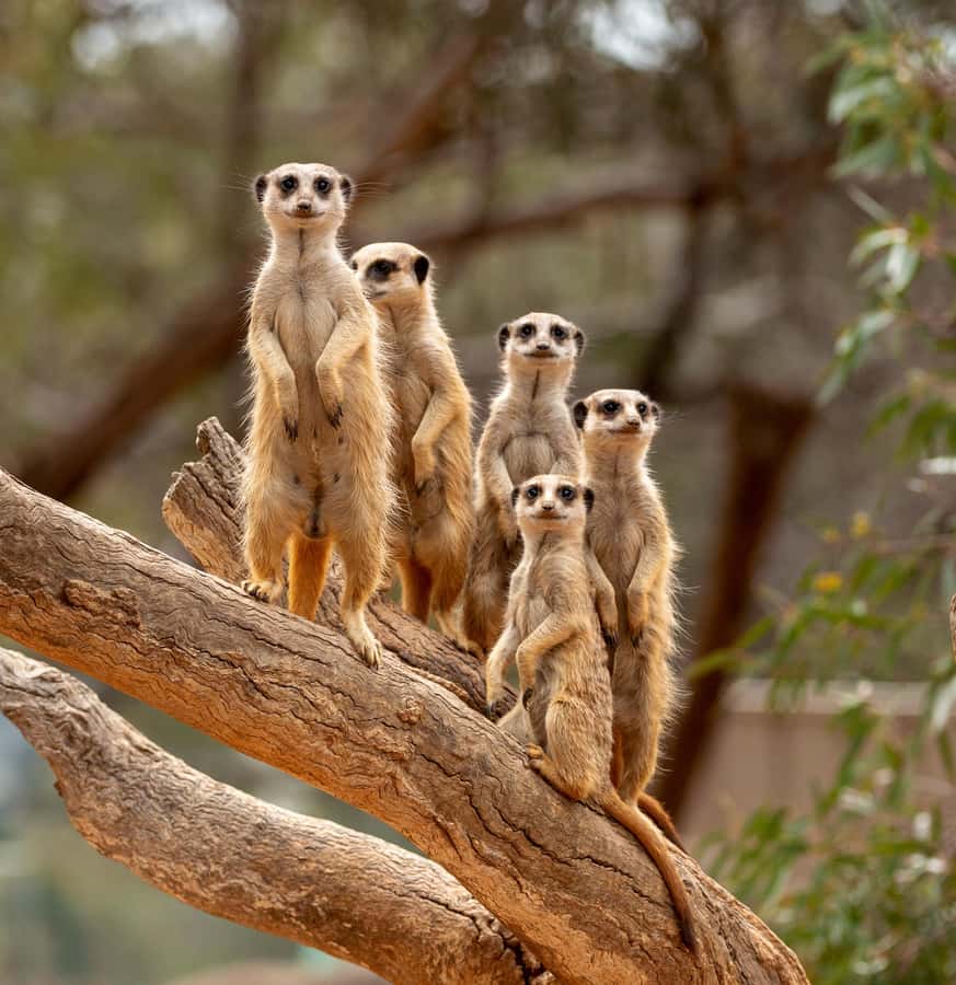 Adelaide Zoo: General Admission Tickets - Is $33 good value?