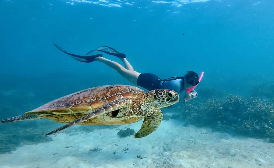 Agnes/1770: Southern Great Barrier Reef Snorkelling Day Trip - The first 1.5-hour snorkelling session