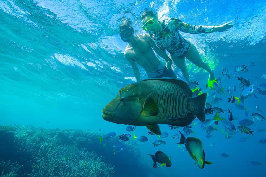Airlie Beach: Adults-Only Whitehaven Beach Sailing Tour - Lunch back aboard Lady Enid