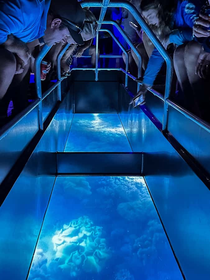 Airlie Beach: Glass-Bottom Boat Night Tour - At a glance: what makes this night cruise worthwhile