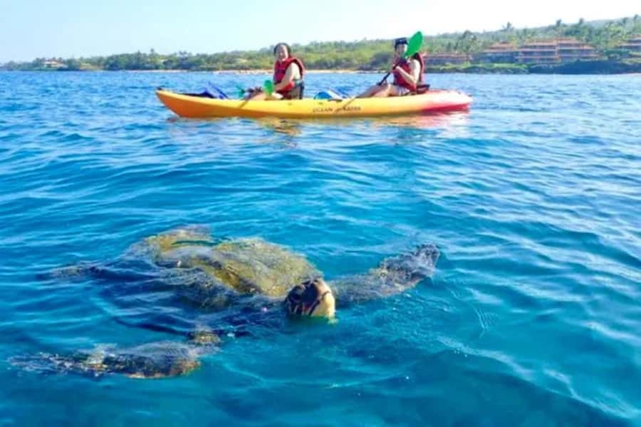 Airlie Beach: Half Day Turtle Tour Sea Kayaking Adventure - Searching for turtles and coastal birds
