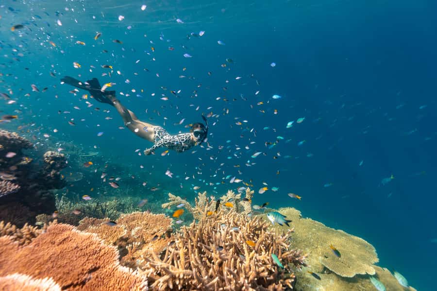 Airlie Beach: Outer Great Barrier Reef Snorkeling Day Trip - Key points to know before booking