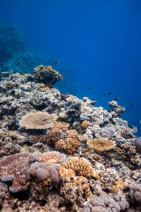 Airlie Beach: Outer Great Barrier Reef Snorkeling Day Trip - How the $211 price compares with the experience