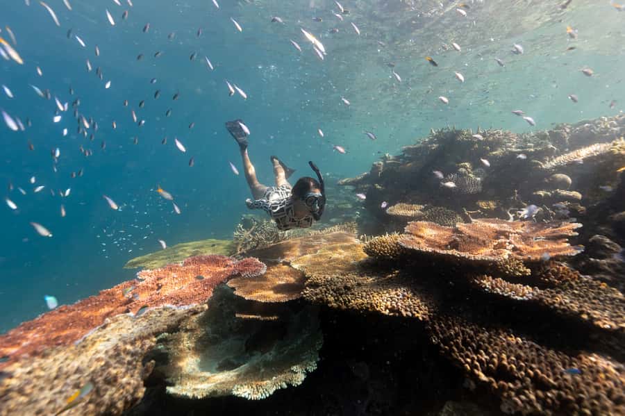 Airlie Beach: Outer Great Barrier Reef Snorkeling Day Trip - The catamaran ride across the Whitsundays