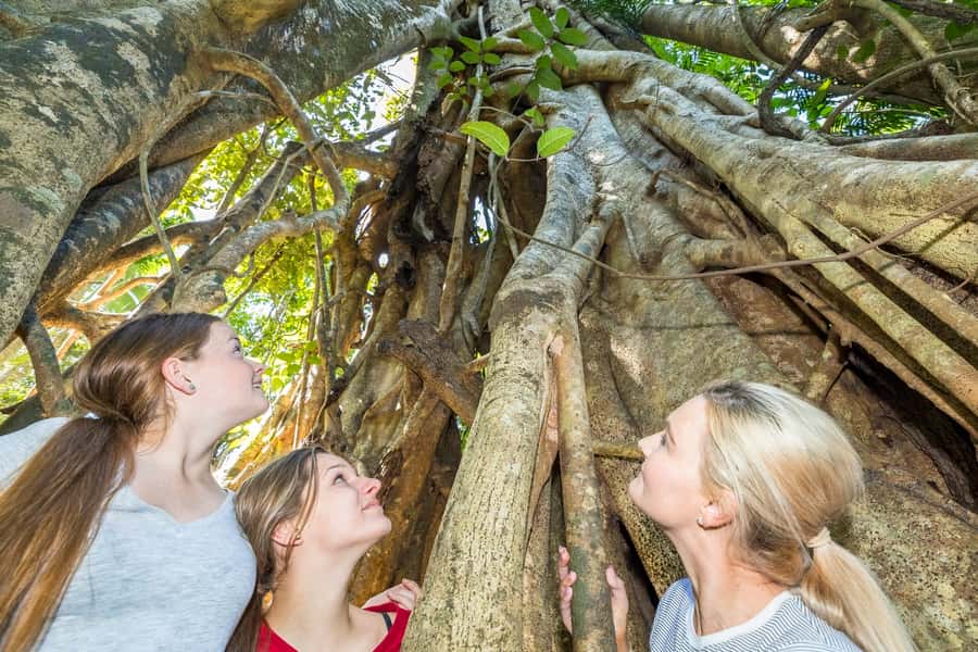 Airlie Beach: Segway Rainforest Discovery Tour - Learning to Ride Before the Forest Track