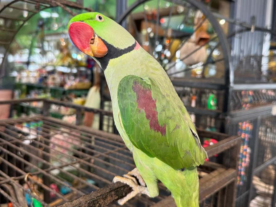 Airlie Beach: Sightseeing Bus Tour - George’s diner and the cost of lunch
