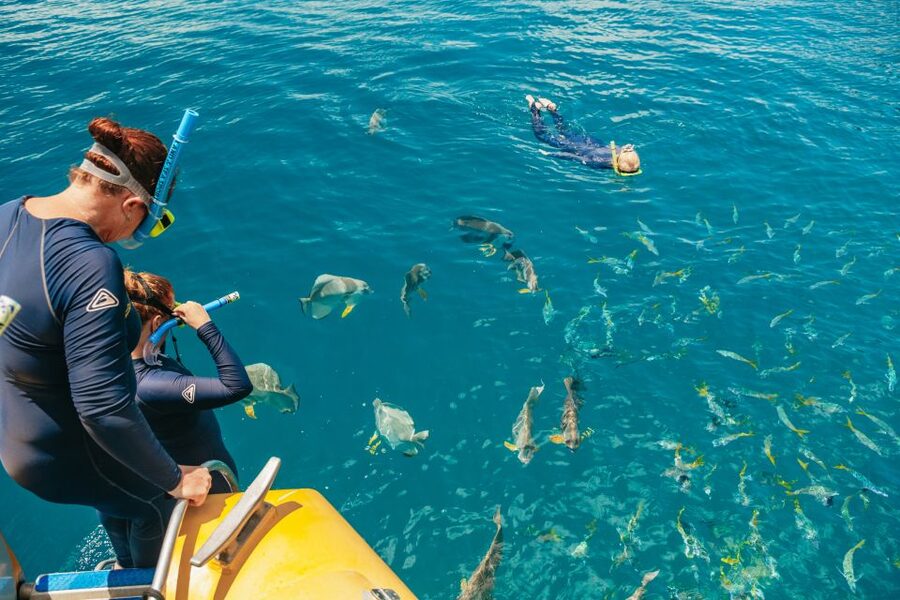 Airlie Beach: Snorkel, Hill Inlet Lookout & Whitehaven Beach - Snorkelling around Hook and Border Island