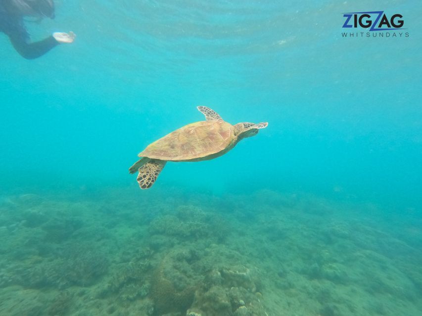 Airlie Beach: Whitehaven Beach Day Tour with Snorkel Option - Who should book this Whitehaven tour?