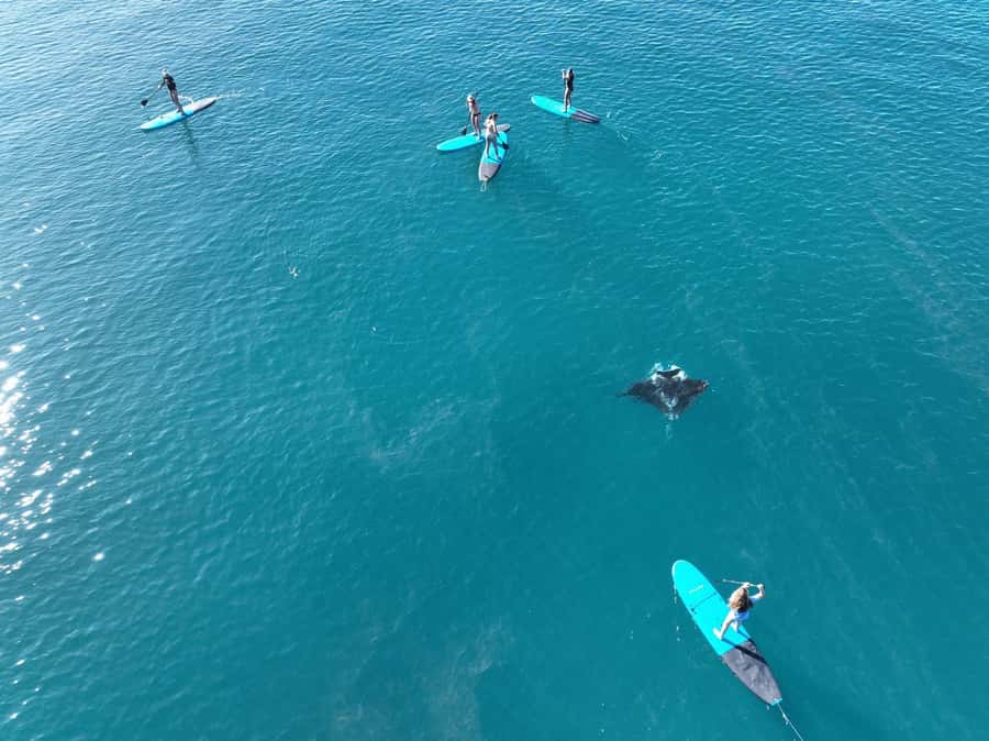 Airlie Beach: Whitsunday Islands Sailing, SUP & Snorkel Tour - Snorkelling near the Hook Island and Hayman Island area