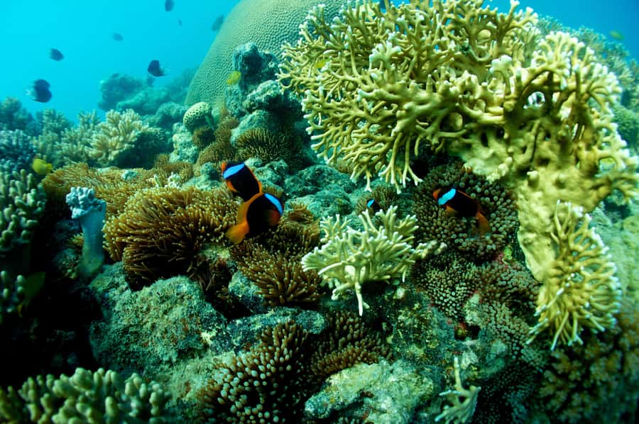 Airlie Beach: Whitsunday Islands Sailing, SUP & Snorkel Tour - Langford Island and its uninhabited sand cay