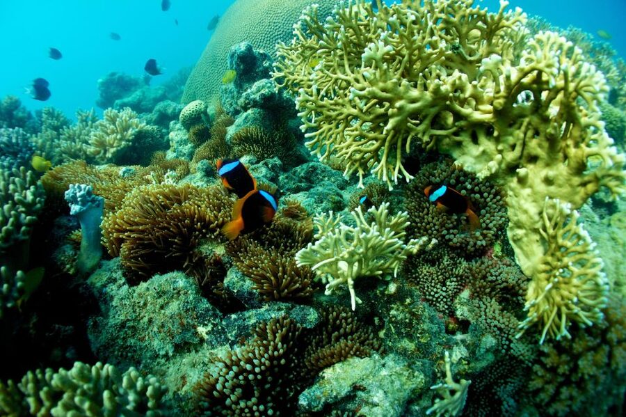 Airlie Beach: Whitsunday Islands Sailing, SUP & Snorkel Tour - Is the $162 price good value?