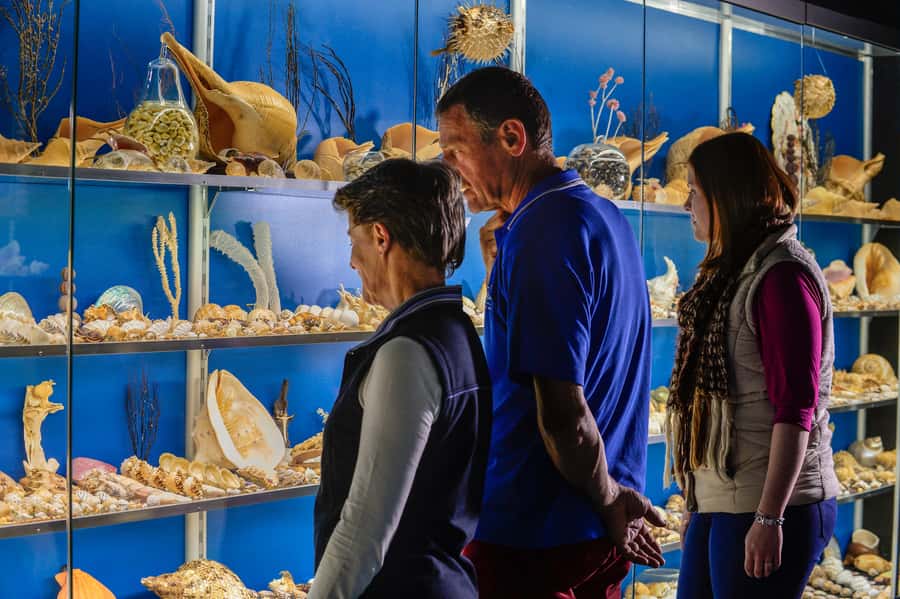 Albany: Historic Whaling Station Entry Ticket - Authentic artifacts, scrimshaw, and marine art