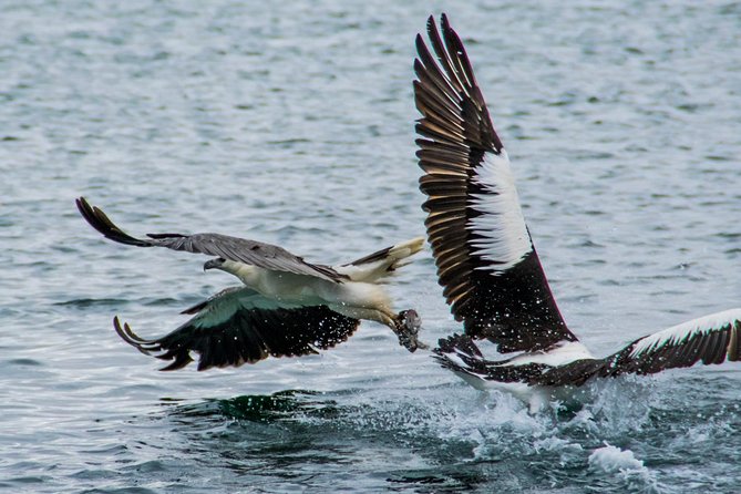 Albany Wildlife and Scenic Cruise - Hot damper, tea, and coffee