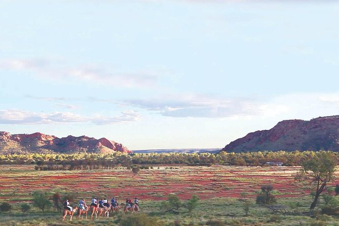 Alice Springs Camel Tour - Pickup, timing, and group size