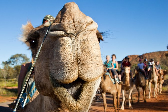 Alice Springs Camel Tour - How much value do you get for $64.55?