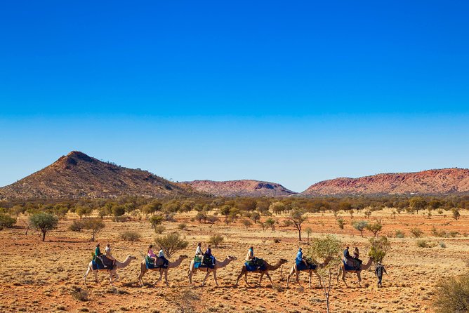Alice Springs Camel Tour - One hour through red dirt and bush tracks