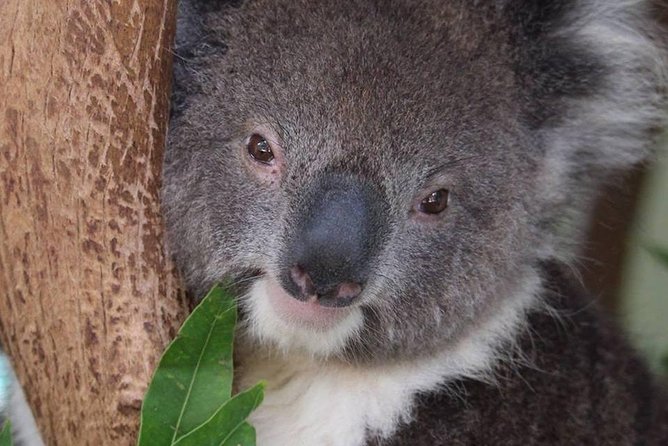All Inclusive Blue Mountain,Scenic World,Lunch,Koalas,ferry - Guides can make or break a packed schedule