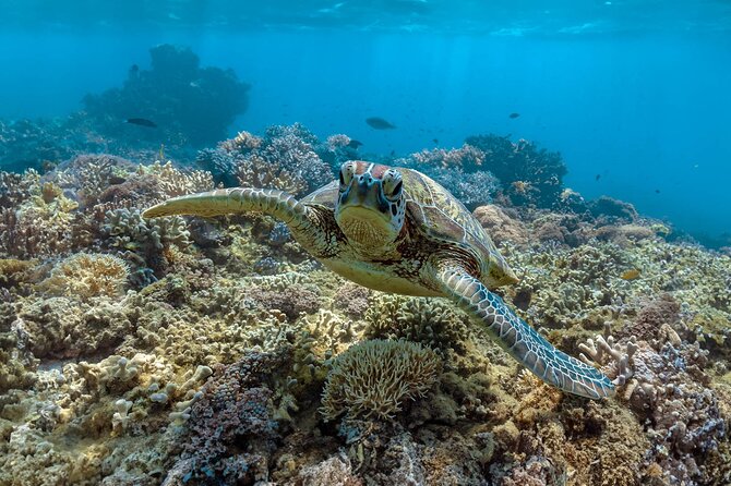 All Inclusive Day Tour to Frankland Islands Great Barrier Reef - Five things to know before booking