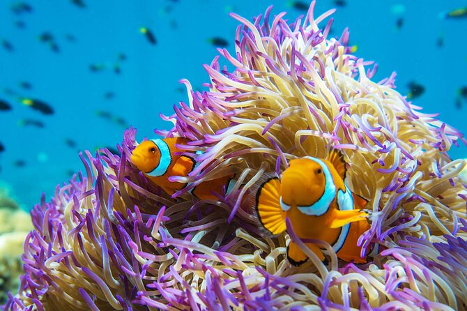 All Inclusive Day Tour to Frankland Islands Great Barrier Reef - Kayaks, paddleboards, and beach time