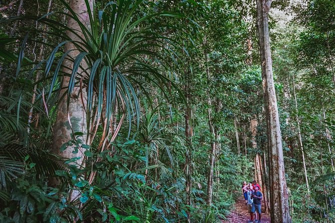 Atherton Tablelands Rain Forest by Night from Cairns - Lake Barrine and afternoon tea