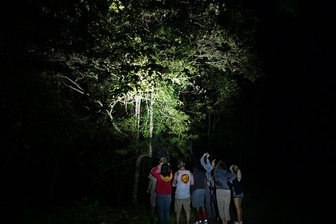 Atherton Tablelands Rain Forest by Night from Cairns - Platypus spotting at the best time of day
