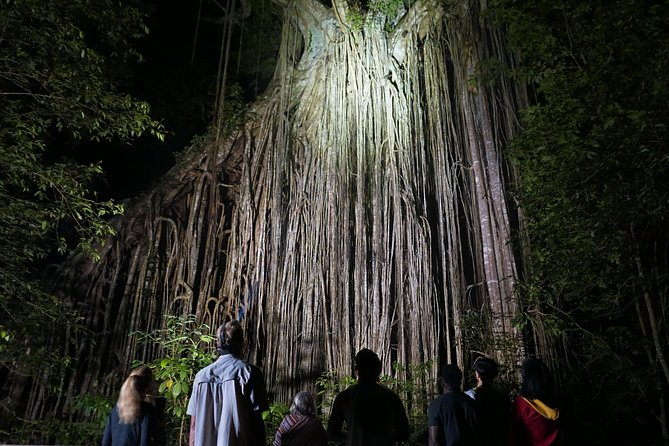Atherton Tablelands Rain Forest by Night from Cairns - What the guide and equipment add