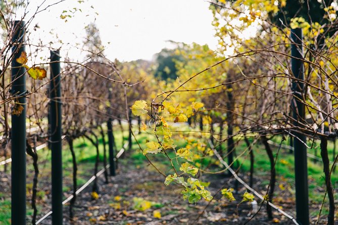 Australian Wine Discovery Tour Ticket - The guides make the short tour work