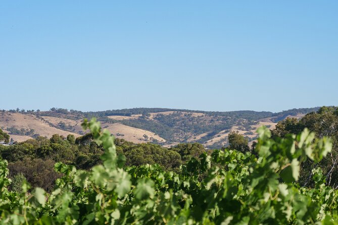 Barossa Bespoke Tours-A private, wine tour to the Barossa Valley - Two Cellar Doors Before Lunch