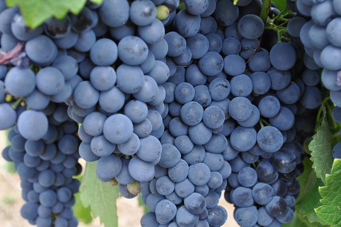 Barossa Valley Cellar Door Small Group Tour - Small-group comfort and pickup details