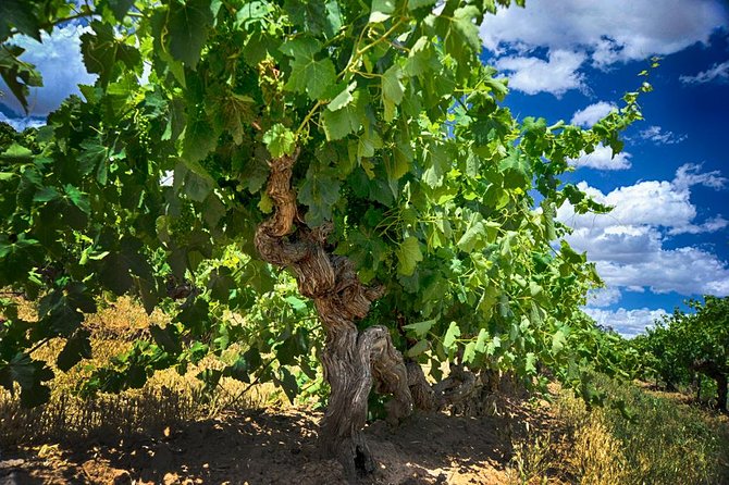 Barossa Valley Full-Day Tour - Chateau Tanunda closes with scale and heritage
