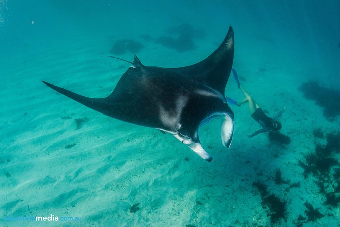 Best of Ningaloo Mantas and More - Why this Coral Bay reef trip is more than a manta tour