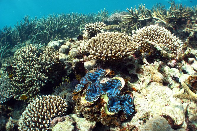 Best of Ningaloo Mantas and More - Mantas, sharks, turtles, and reef fish