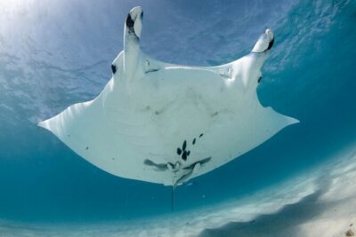 Best of Ningaloo Mantas and More