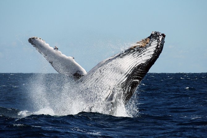 Best of Ningaloo Mantas and More - Food, wetsuits, and the small comforts that matter