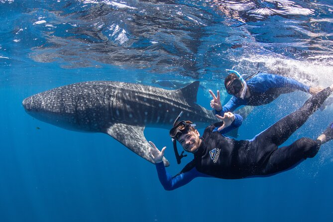 Best of Ningaloo Mantas and More - Is $251.04 a fair price?