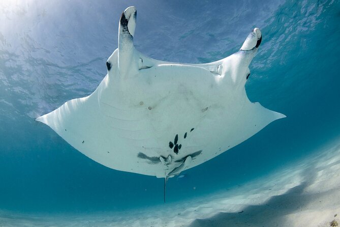 Best of Ningaloo Mantas and More - The five-hour reef session at Ningaloo Marine Interactions