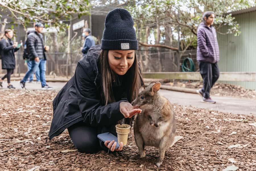 Blue Mountain Small Group Scenic World, Wildlife, Waterfall - Key points to know before booking