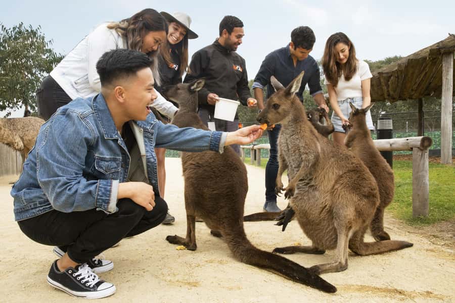 Blue Mountains Adventure: Scenic World, Zoo & Koala Photo - Scenic World packs three rides into 90 minutes