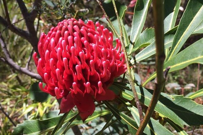 Blue Mountains Day Tour Including Parramatta River Cruise - Choose between Wentworth Falls and Leura Cascades