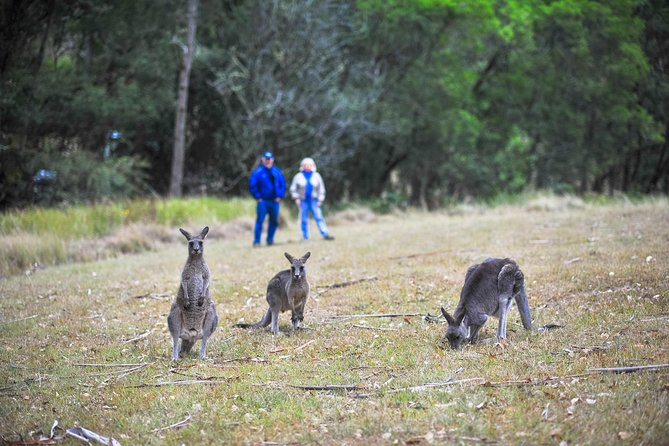 Blue Mountains Private Tour from Sydney - Megalong Valley Tea Rooms brings lunch into the day