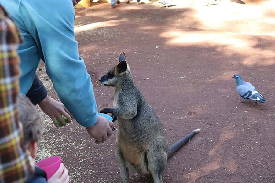 Blue Mountains: Private Tour with Wildlife and River Cruise - Featherdale Wildlife Park: a close start with limited time