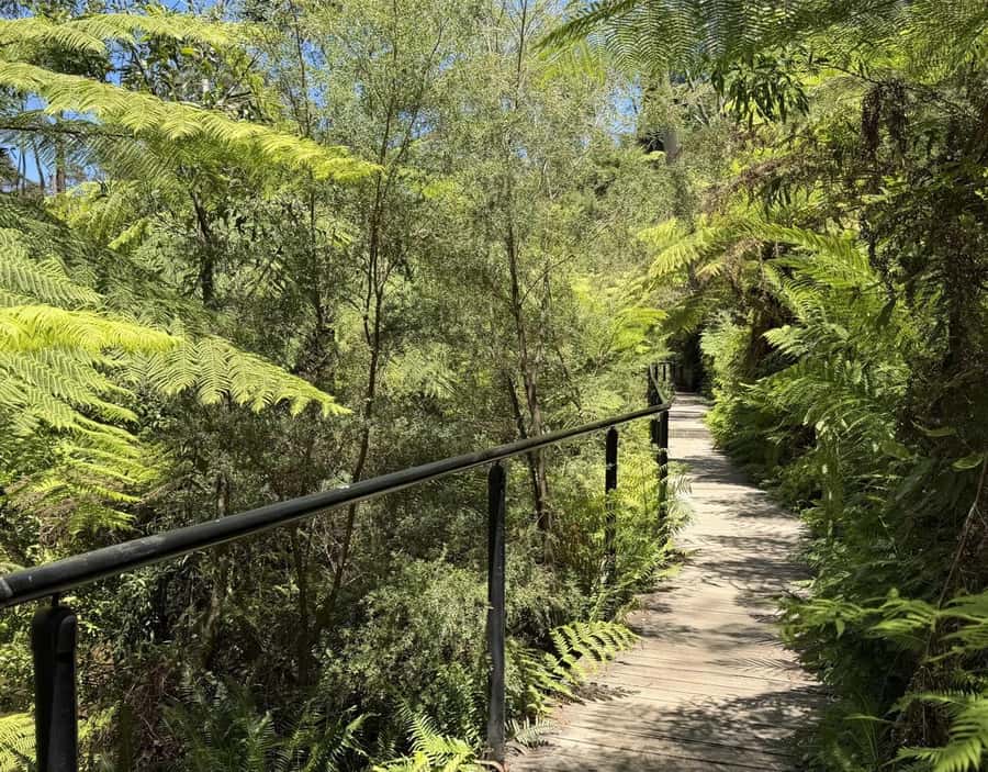 Blue Mountains Tour, Katoomba Falls & Cockatoos Small Group - Why the small van matters on a 10-hour day