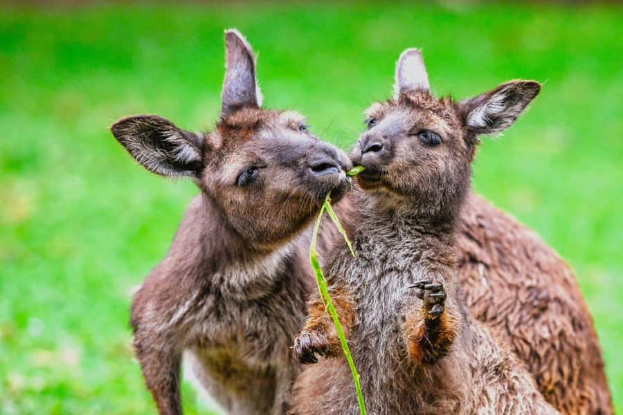 Blue Mountains Tour with Scenic World, Zoo&Bilingual Driver - What the bilingual guide adds