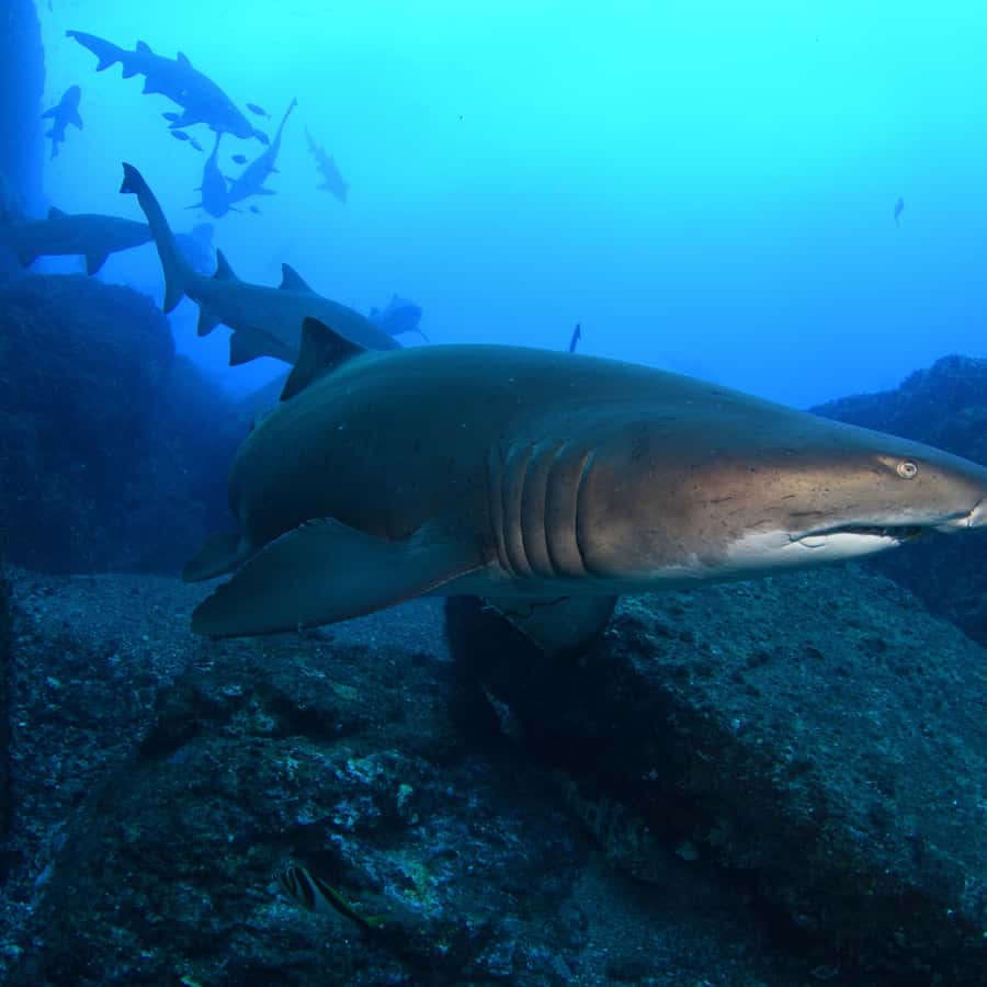 Bondi: Shark Dive at Bushrangers Bay for Certified Divers - Quick facts about Bushrangers Bay