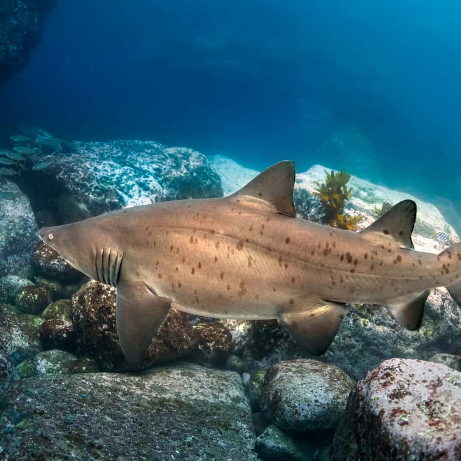 Bondi: Shark Dive at Bushrangers Bay for Certified Divers - Why grey nurse sharks make this encounter special