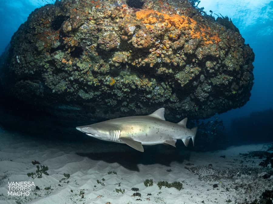 Bondi: Shark Dive at Bushrangers Bay for Certified Divers - First 1.5-hour session at Bushrangers Bay