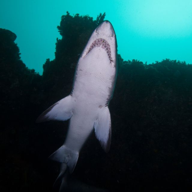 Bondi: Shark Dive at Bushrangers Bay for Certified Divers - How challenging is the underwater experience?
